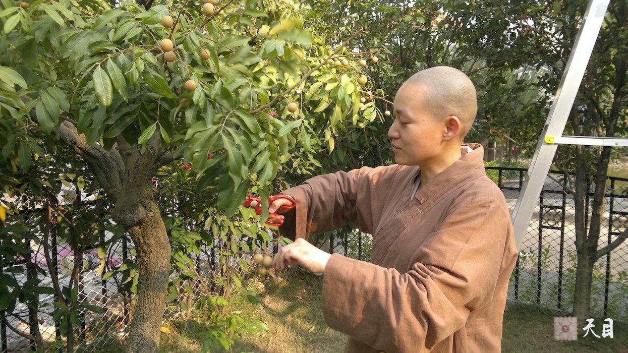 20110807果实法师在恩师圣观法师绿茵岛精舍院子摘龙眼给供养精舍的功德主果静心宁居士夫妇送上祝福